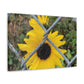 Sunflower Behind A Fence Canvas Gallery Wraps