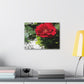 Europeana Red Rose | Wall Art Print | High Bloom Collection | Life By Ortavia