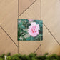 Focus on a Pink Rose | High Bloom Collection | Wall Art Print | Life By Ortavia