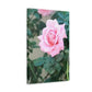 Focus on a Pink Rose | High Bloom Collection | Wall Art Print | Life By Ortavia