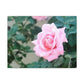 Focus on a Pink Rose | High Bloom Collection | Wall Art Print | Life By Ortavia