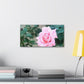 Focus on a Pink Rose | High Bloom Collection | Wall Art Print | Life By Ortavia