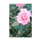 Focus on a Pink Rose | High Bloom Collection | Wall Art Print | Life By Ortavia