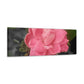 Pink Flower On A Vine | Wall Canvas | Bloom Collection