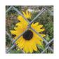 Sunflower Behind A Fence Canvas Gallery Wraps