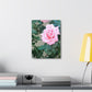 Focus on a Pink Rose | High Bloom Collection | Wall Art Print | Life By Ortavia