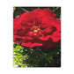 Europeana Red Rose | Wall Art Print | High Bloom Collection | Life By Ortavia