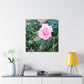 Focus on a Pink Rose | High Bloom Collection | Wall Art Print | Life By Ortavia