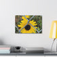 Sunflower Behind A Fence Canvas Gallery Wraps