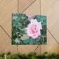 Focus on a Pink Rose | High Bloom Collection | Wall Art Print | Life By Ortavia