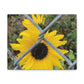 Sunflower Behind A Fence Canvas Gallery Wraps