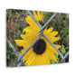 Sunflower Behind A Fence Canvas Gallery Wraps