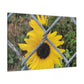 Sunflower Behind A Fence Canvas Gallery Wraps