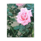 Focus on a Pink Rose | High Bloom Collection | Wall Art Print | Life By Ortavia
