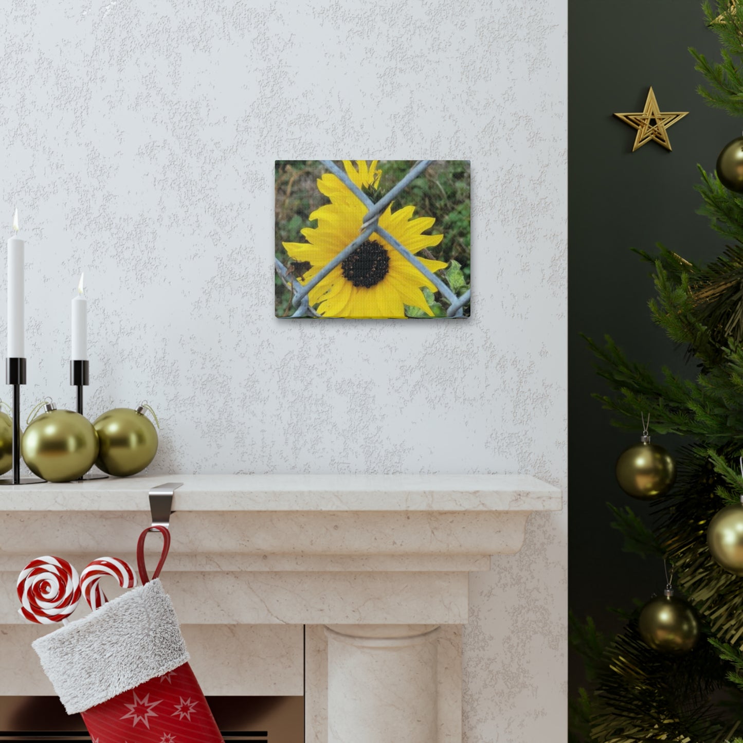 Sunflower Behind A Fence Canvas Gallery Wraps