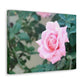 Focus on a Pink Rose | High Bloom Collection | Wall Art Print | Life By Ortavia