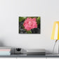 Pink Flower On A Vine | Wall Canvas | Bloom Collection