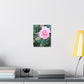 Focus on a Pink Rose | High Bloom Collection | Wall Art Print | Life By Ortavia