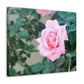Focus on a Pink Rose | High Bloom Collection | Wall Art Print | Life By Ortavia