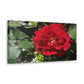 Europeana Red Rose | Wall Art Print | High Bloom Collection | Life By Ortavia
