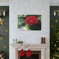Europeana Red Rose | Wall Art Print | High Bloom Collection | Life By Ortavia