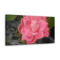 Pink Flower On A Vine | Wall Canvas | Bloom Collection