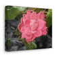Pink Flower On A Vine | Wall Canvas | Bloom Collection