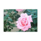 Focus on a Pink Rose | High Bloom Collection | Wall Art Print | Life By Ortavia