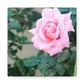 Focus on a Pink Rose | High Bloom Collection | Wall Art Print | Life By Ortavia