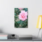 Focus on a Pink Rose | High Bloom Collection | Wall Art Print | Life By Ortavia