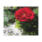 Europeana Red Rose | Wall Art Print | High Bloom Collection | Life By Ortavia