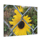Sunflower Behind A Fence Canvas Gallery Wraps