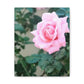 Focus on a Pink Rose | High Bloom Collection | Wall Art Print | Life By Ortavia