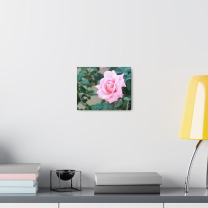 Focus on a Pink Rose | High Bloom Collection | Wall Art Print | Life By Ortavia