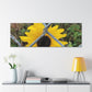 Sunflower Behind A Fence Canvas Gallery Wraps