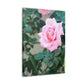 Focus on a Pink Rose | High Bloom Collection | Wall Art Print | Life By Ortavia