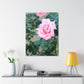 Focus on a Pink Rose | High Bloom Collection | Wall Art Print | Life By Ortavia