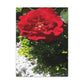 Europeana Red Rose | Wall Art Print | High Bloom Collection | Life By Ortavia