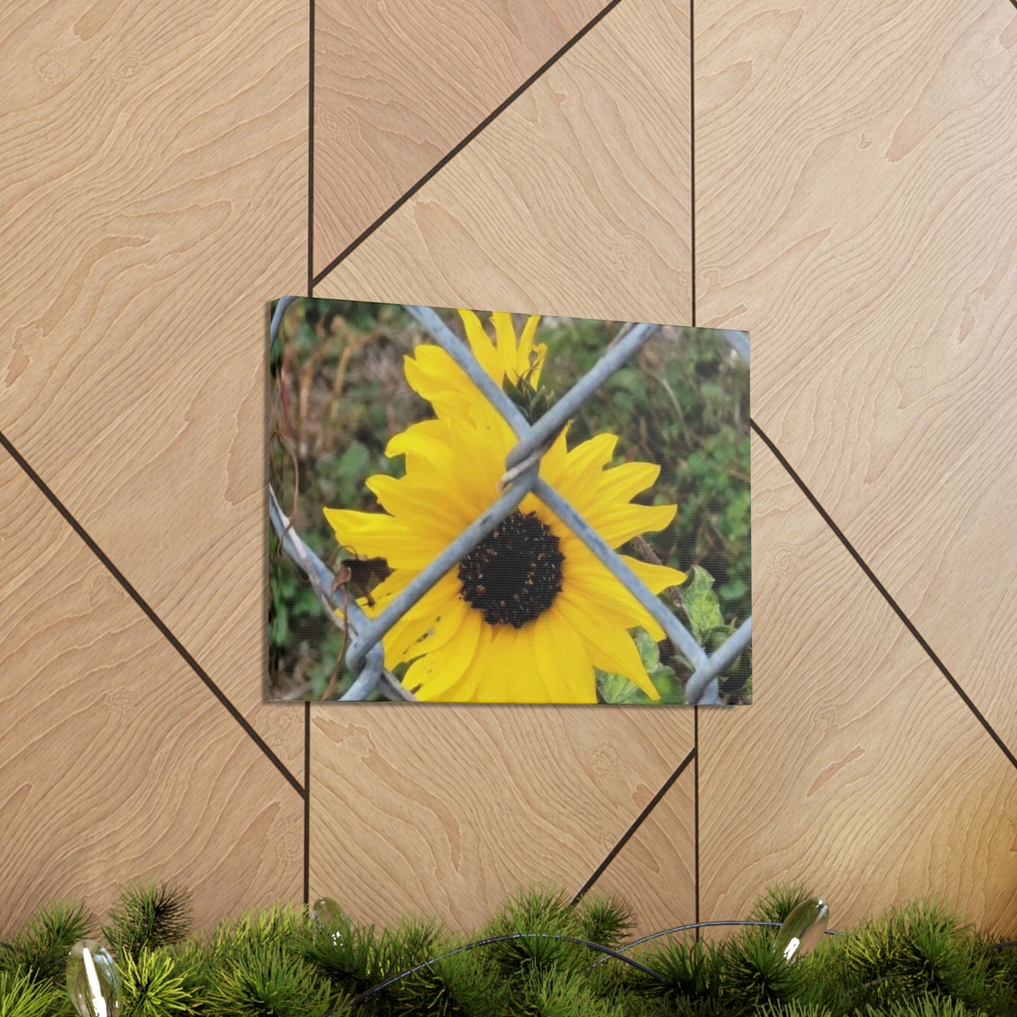 Sunflower Behind A Fence Canvas Gallery Wraps