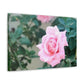 Focus on a Pink Rose | High Bloom Collection | Wall Art Print | Life By Ortavia