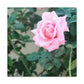 Focus on a Pink Rose | High Bloom Collection | Wall Art Print | Life By Ortavia