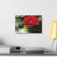 Europeana Red Rose | Wall Art Print | High Bloom Collection | Life By Ortavia