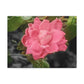 Pink Flower On A Vine | Wall Canvas | Bloom Collection