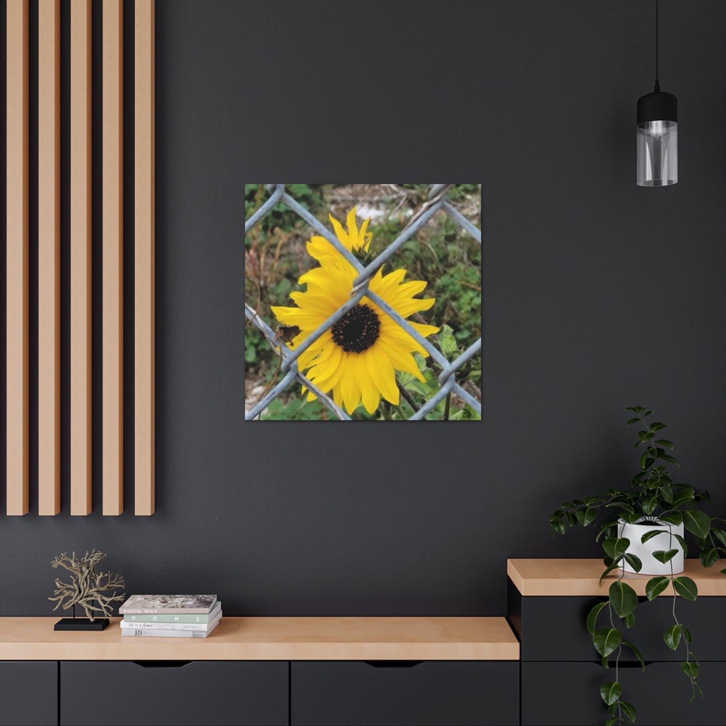Sunflower Behind A Fence Canvas Gallery Wraps