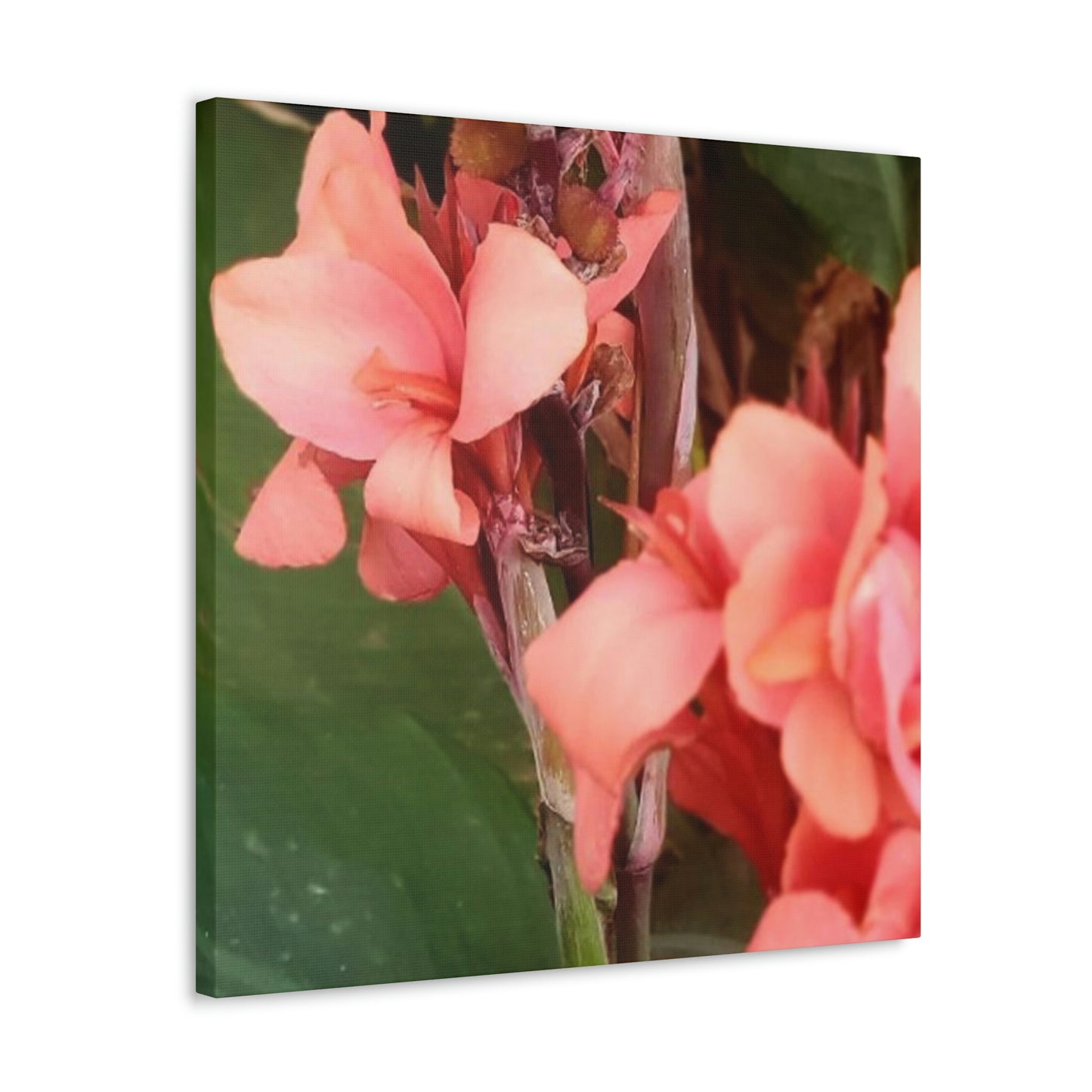 Art Prints & Wall Art, Canvas Gallery with Pink Canna Flower