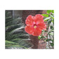 Art Prints & Wall Art, Gallery Canvas with Peach Hibiscus Flower