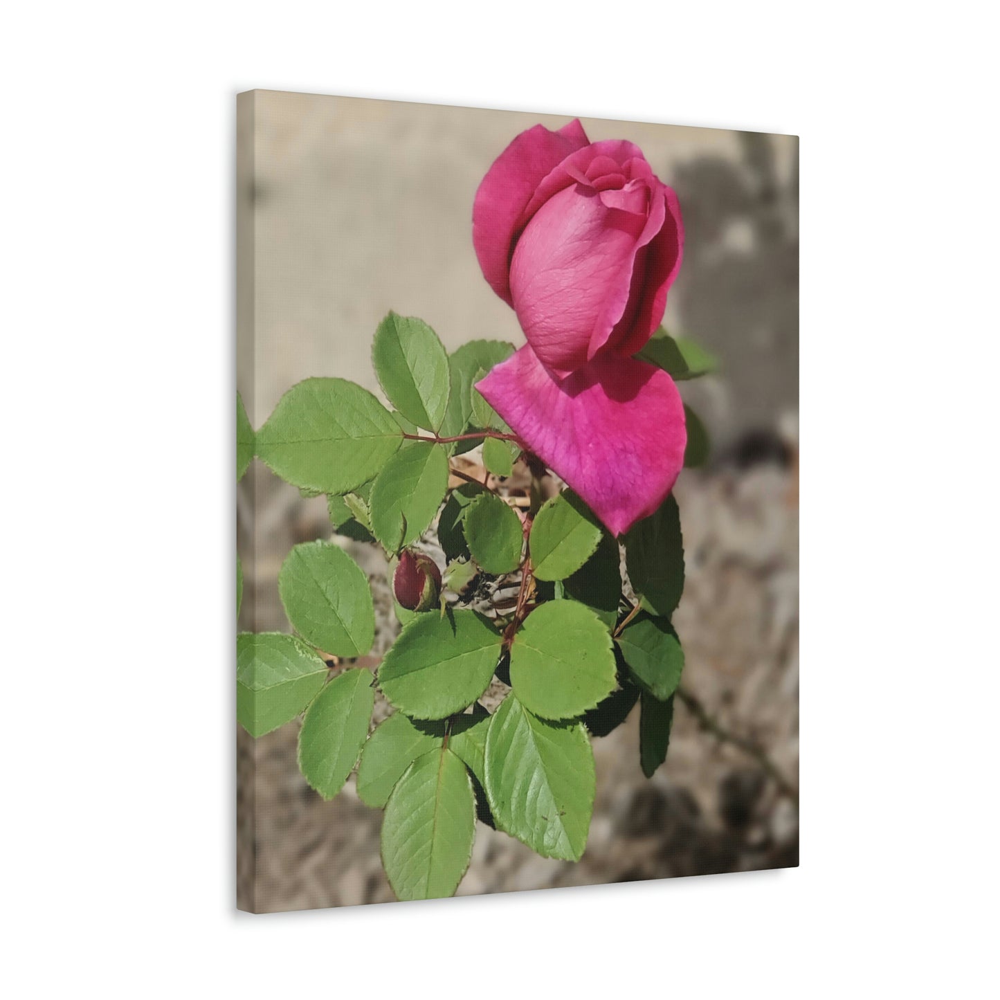 Dear Pink Rosa | High Bloom Collection | Canvas | Life By Ortavia