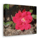 Knockout | Wall Art Print | High Bloom Collection | Life By Ortavia