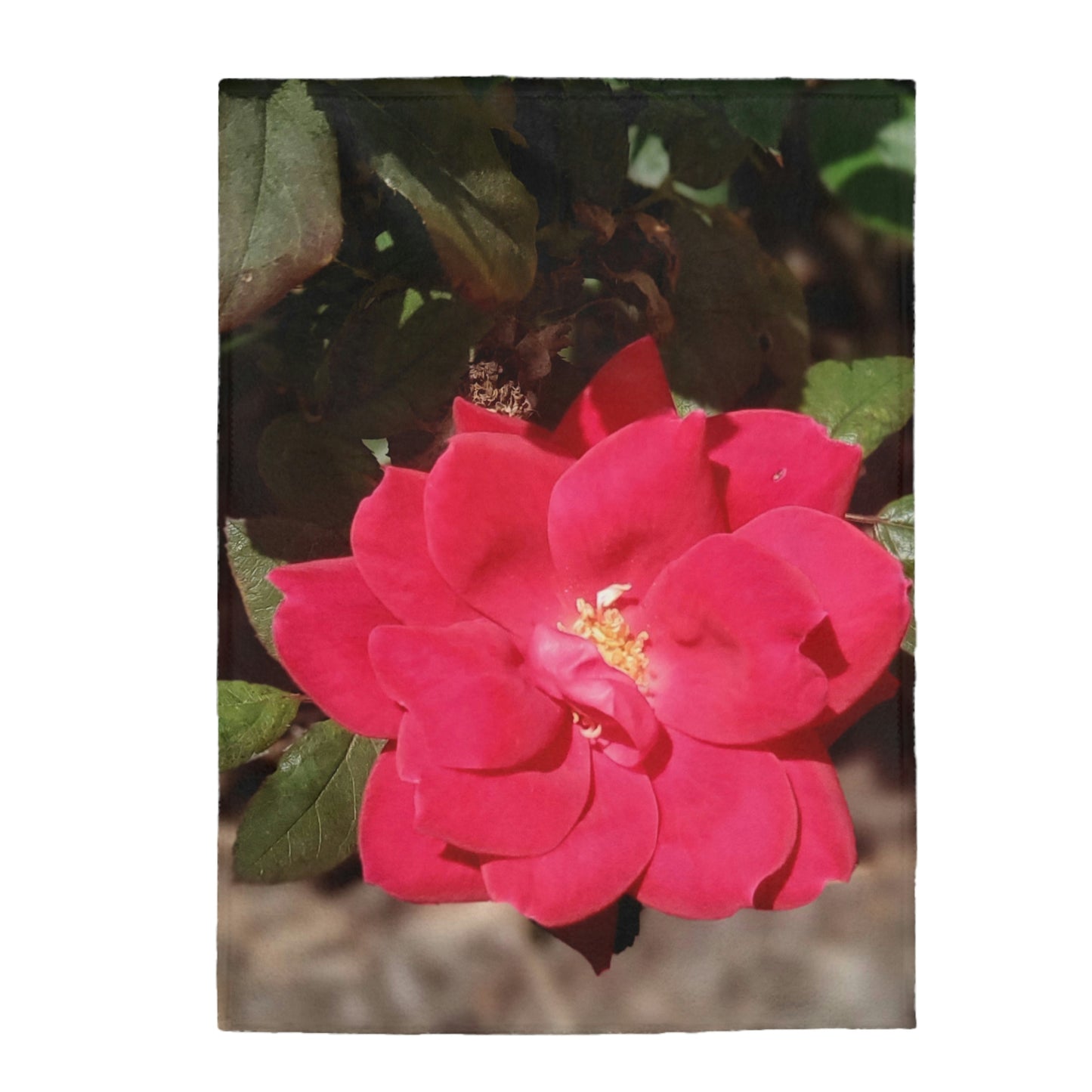 Knockout | Velveteen Plush Blanket | High Bloom Collection | Life By Ortavia