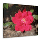 Knockout | Wall Art Print | High Bloom Collection | Life By Ortavia